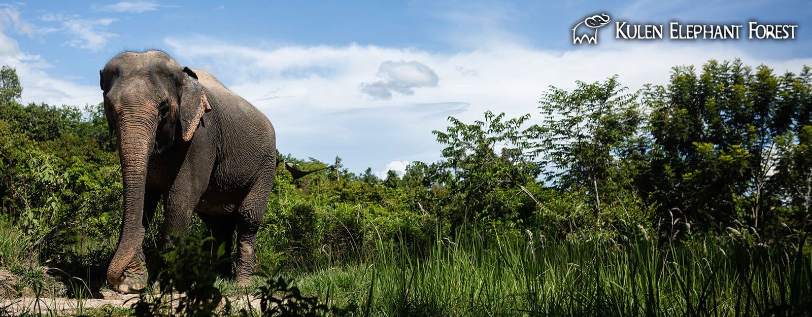 A morning with Elephant - Kulen Elephant Forest